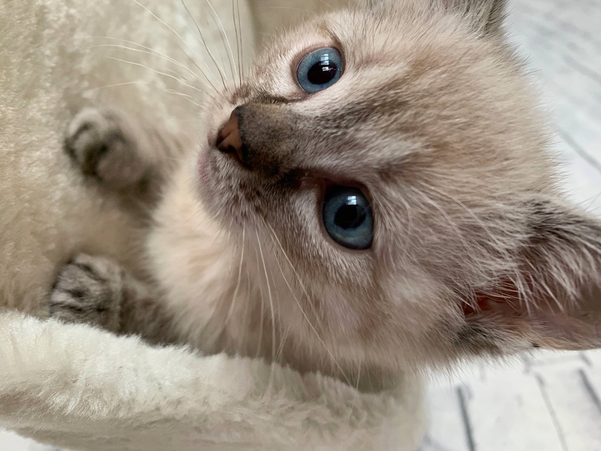 Asuna participe au concours pour gagner de l'argent avec cette photo : carnivore, cat, claw, close_up, curious, domestic_short_haired_cat, fawn, felidae, fur, paw, small_to_medium_sized_cats, snout, terrestrial_animal, whiskers