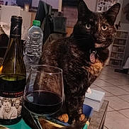 Mojito a rejoint le concours — aidez-le/la à gagner de superbes lots ! cat, glass, wine, bottle, tray, indoor, table, tortoiseshell_cat, pet, floor, tile_floor, cat_tree, water_bottle, cozy, living_room, furniture, domestic, animal, curious, collar