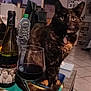 cat, glass, wine, bottle, tray, indoor, table, tortoiseshell_cat, pet, floor, tile_floor, cat_tree, water_bottle, cozy, living_room, furniture, domestic, animal, curious, collar