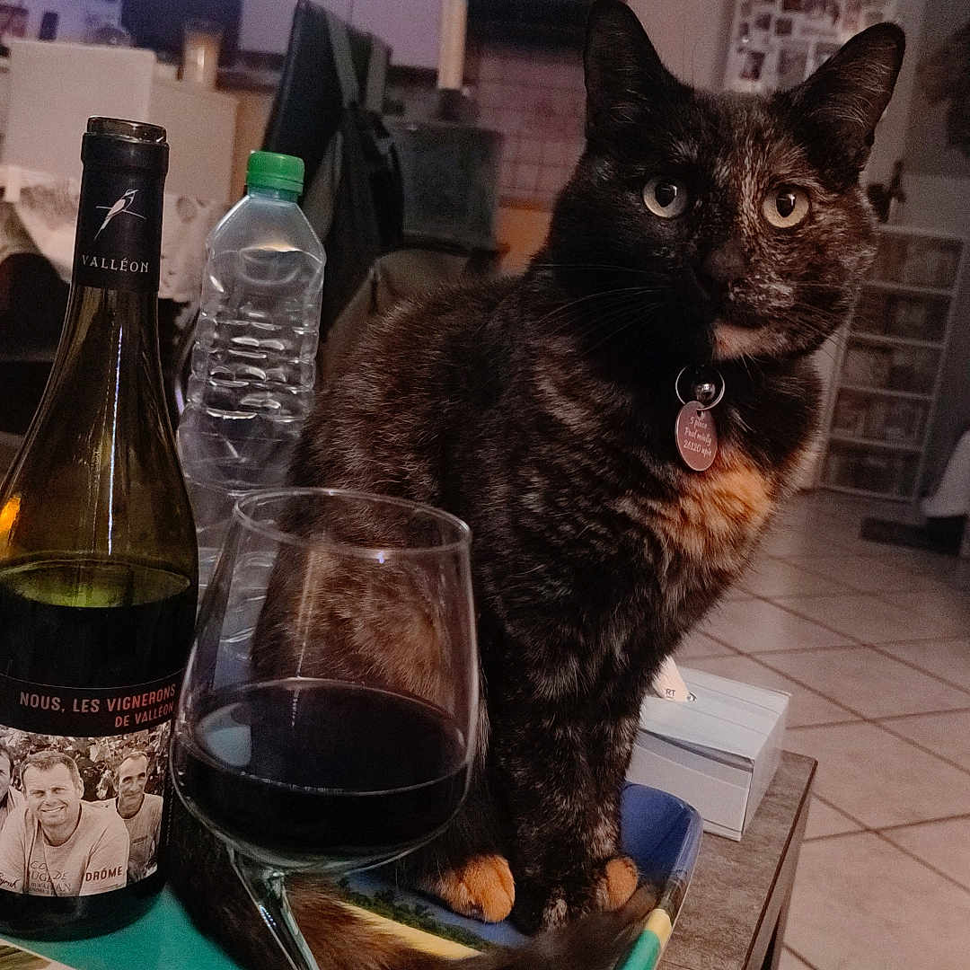 Mojito a rejoint le concours — aidez-le/la à gagner de superbes lots ! animal, bottle, cat, cat_tree, collar, cozy, curious, domestic, floor, furniture, glass, indoor, living_room, pet, table, tile_floor, tortoiseshell_cat, tray, water_bottle, wine