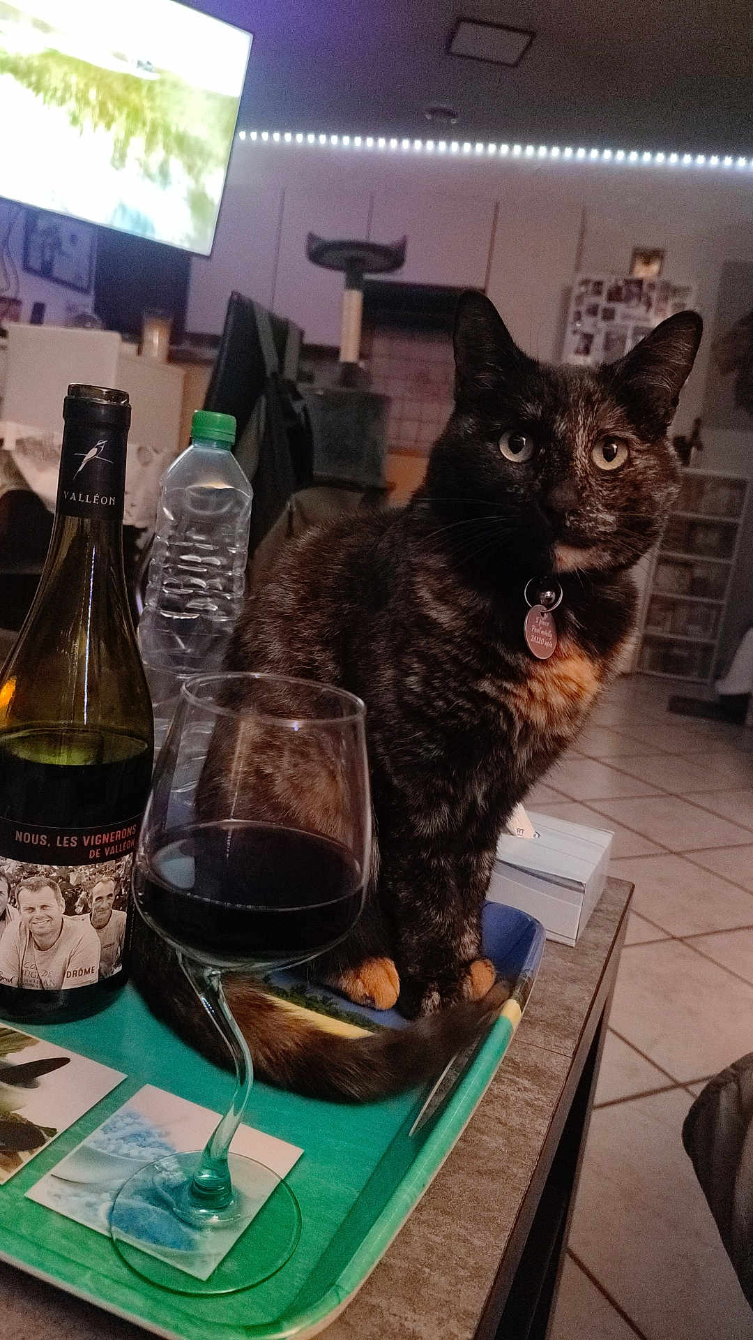 Mojito a rejoint le concours — aidez-le/la à gagner de superbes lots ! cat, glass, wine, bottle, tray, indoor, table, tortoiseshell_cat, pet, floor, tile_floor, cat_tree, water_bottle, cozy, living_room, furniture, domestic, animal, curious, collar