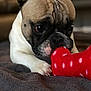 french_bulldog, dog, pet, toy, red, bone, chewing, blanket, indoor, animal, close_up, face, paw, cute, brown, white, black, fur, snout, ears