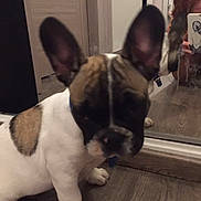 Milka a rejoint le concours — aidez-le/la à gagner de superbes lots ! dog, puppy, indoor, mirror, reflection, wood_floor, ears, pet, close_up, person, phone, taking_photo, brown, white, black, collar, house, furniture, flooring