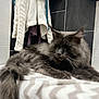 Johnny participe au concours pour gagner de l'argent avec cette photo : cat, feline, fluffy, grey, indoor, resting, blanket, towel, tile, wall, pet, animal, fur, relaxed, laying, whiskers, tail, home, cozy, soft