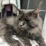 Johnny participe au concours pour gagner de l'argent avec cette photo : cat, gray_cat, fluffy, pet, animal, indoor, feline, fur, whiskers, paws, treats, relaxed, closeup, portrait, domestic_cat, laying, soft_surface, cozy, focused, long_hair