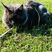 Johnny participe au concours pour gagner de l'argent avec cette photo : animal, blurred_background, cat, closeup, daylight, feline, fluffy, grass, gray, green, leaves, mammal, nature, outdoor, pet, relaxing, resting, summer, sunlight, wildlife