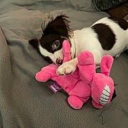Lilly May is registered to the contest to win money with this photo: animal, blanket, brown, cozy, cute, dog, fur, indoor, paw, pet, pink, playful, plush, puppy, resting, sleepy, snuggle, soft, toy, white