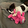 animal, blanket, brown, cozy, cute, dog, fur, indoor, paw, pet, pink, playful, plush, puppy, resting, sleepy, snuggle, soft, toy, white