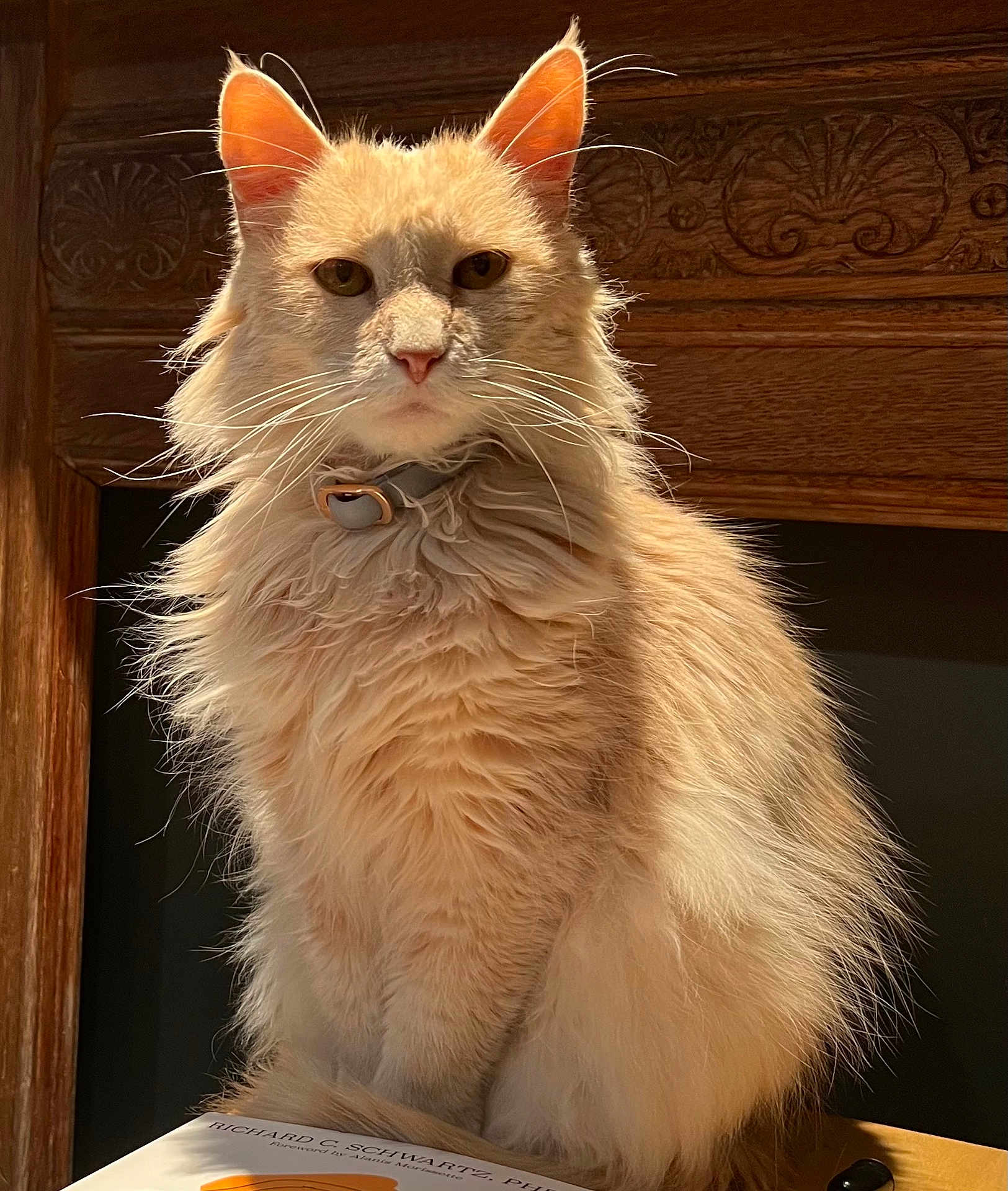 Bob joined the competition — help win amazing prizes! cat, fluffy, cream_colored, sitting, table, book, wooden_furniture, carved_wood, indoor, portrait, pet, animal, whiskers, ears, feline, serious_expression, collar, close_up, natural_light, majestic
