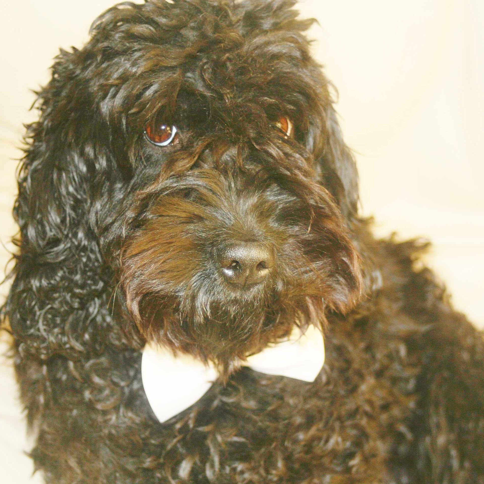BOBBY is registered to the contest to win money with this photo: