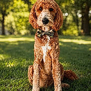 Blaze is registered to the contest to win money with this photo: dog, curly_fur, bow_tie, grass, outdoor, portrait, pet, canine, nature, greenery, sitting, animal, cute, fluffy, summer, daylight, friendly, mammal, fur, background_blur