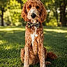 dog, curly_fur, bow_tie, grass, outdoor, portrait, pet, canine, nature, greenery, sitting, animal, cute, fluffy, summer, daylight, friendly, mammal, fur, background_blur