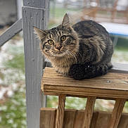 Binx is registered to the contest to win money with this photo: animal, background, bench, cat, curious, daylight, ears, eyes, fence, fur, nature, outdoor, pet, portrait, sitting, snow, tabby, whiskers, winter, wood