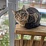 animal, background, bench, cat, curious, daylight, ears, eyes, fence, fur, nature, outdoor, pet, portrait, sitting, snow, tabby, whiskers, winter, wood