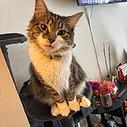 Starla is registered to the contest to win money with this photo: cat, cat_tree, collar, cozy, curious, cute, domestic_animal, feline, flower_vase, fur, furniture, houseplant, indoor, living_room, paws, pet, tabby_cat, table, television, whiskers
