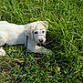 puppy, dog, grass, leash, outdoor, nature, greenery, pet, animal, young, curious, sunlight, shadow, flora, field, resting, white_fur, playful, summer, closeup