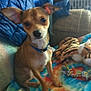 animal, blanket, blue_jacket, collar, companion, cozy, cute, dog, ears, furniture, home, indoor, pet, plush_toy, relaxed, sitting, small_dog, tie_dye, tiger_plush, toy