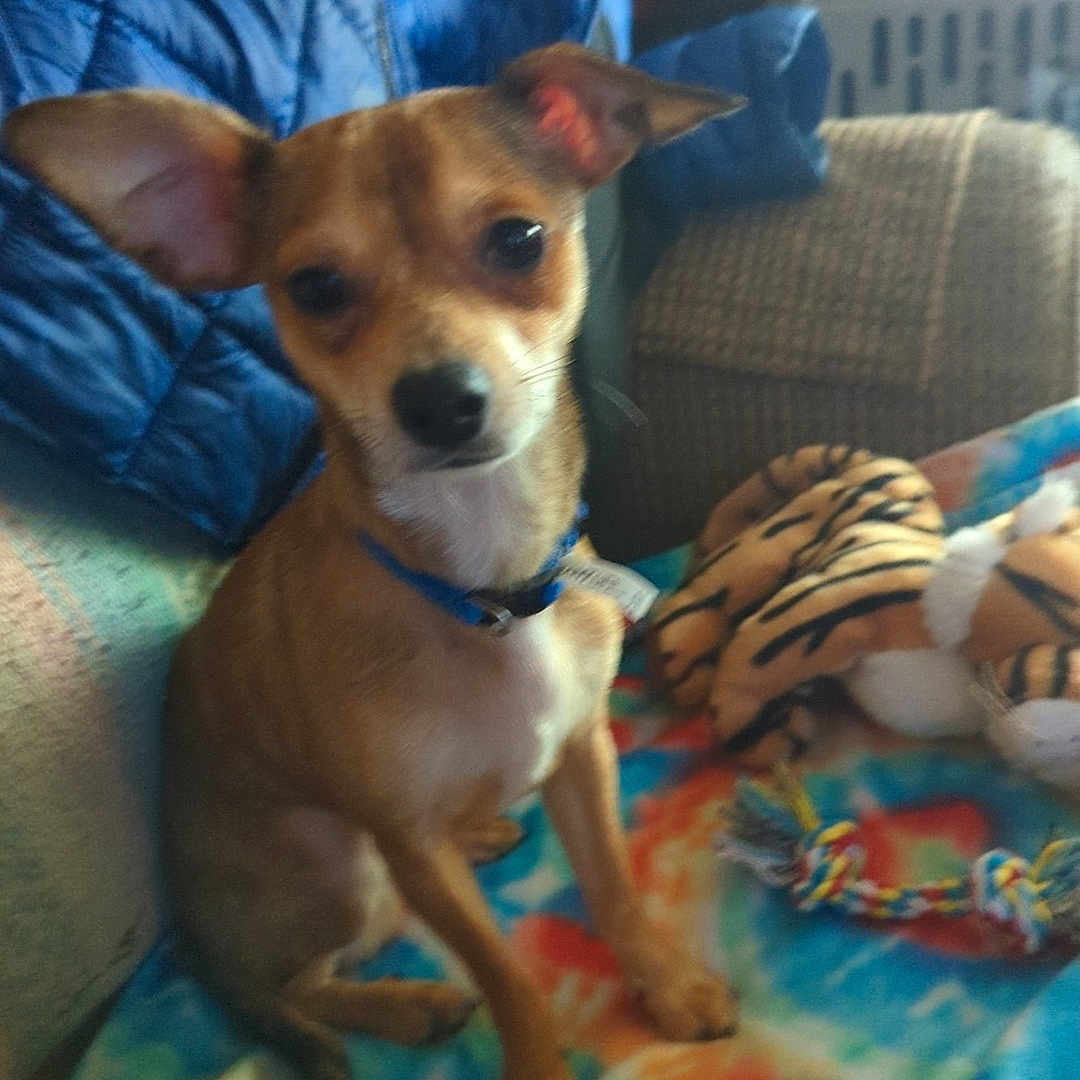 Amadeus joined the competition — help win amazing prizes! animal, blanket, blue_jacket, collar, companion, cozy, cute, dog, ears, furniture, home, indoor, pet, plush_toy, relaxed, sitting, small_dog, tie_dye, tiger_plush, toy