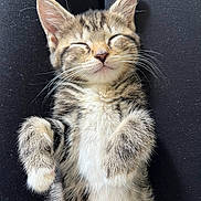 Rosie joined the competition — help win amazing prizes! kitten, tabby, sleeping, cat, pet, animal, fur, whiskers, paws, closeup, lap, black_clothing, relaxed, cute, adorable, indoor, cozy, small, young, resting