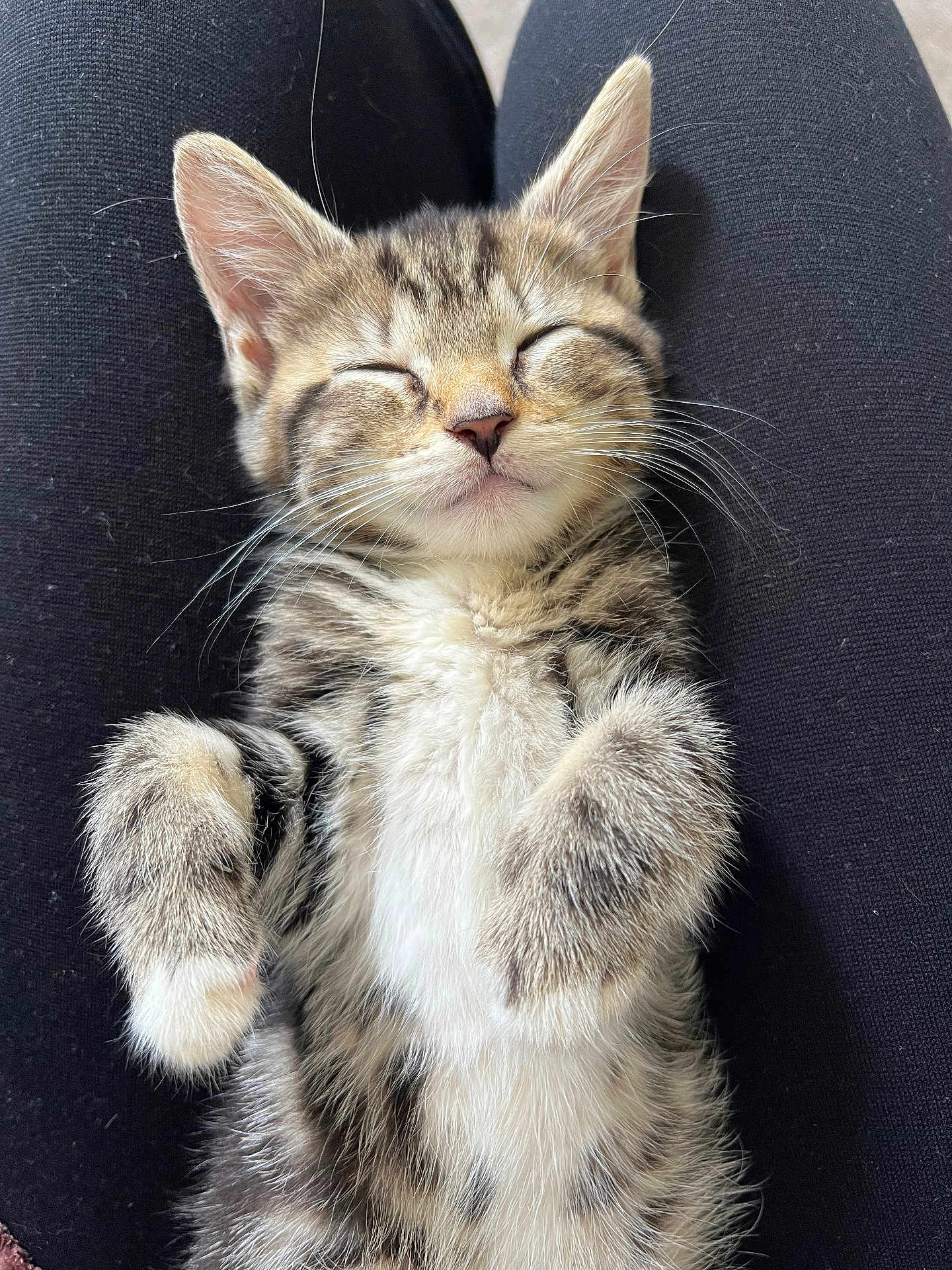 Rosie joined the competition — help win amazing prizes! kitten, tabby, sleeping, cat, pet, animal, fur, whiskers, paws, closeup, lap, black_clothing, relaxed, cute, adorable, indoor, cozy, small, young, resting