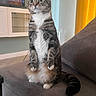 animal, cat, couch, curtain, ears, green_eyes, indoors, living_room, paws, pet, portrait, sitting, sofa, striped_fur, tabby_cat, tail, television, upright, whiskers, white_chest