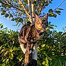 Rosie joined the competition — help win amazing prizes! alert, animal, bell, blue_sky, branches, cat, climbing, collar, foliage, greenery, leaves, nature, outdoor, pet, portrait, standing, sunlight, tabby_cat, tree, whiskers