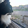 animal, backlighting, black_and_white, cat, fence, fluffy, garden, glass, green_eyes, indoors, long_hair, outdoors, pet, portrait, profile, silhouette, sunset, tuxedo_cat, whiskers, window