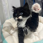 Stormy joined the competition — help win amazing prizes! kitten, black_and_white, blue_eyes, paw, pet_bed, fluffy, cute, indoor, feline, young_cat, soft, cozy, playful, animal, domestic_cat, raised_paw, whiskers, fur, resting, close_up