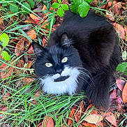 Stormy is registered to the contest to win money with this photo: animal, autumn, black_and_white, cat, closeup, ears, fluffy, fur, garden, grass, green_eyes, leaves, longhaired, lying_down, nature, outdoor, pet, portrait, tuxedo_cat, whiskers