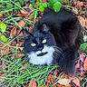 animal, autumn, black_and_white, cat, closeup, ears, fluffy, fur, garden, grass, green_eyes, leaves, longhaired, lying_down, nature, outdoor, pet, portrait, tuxedo_cat, whiskers
