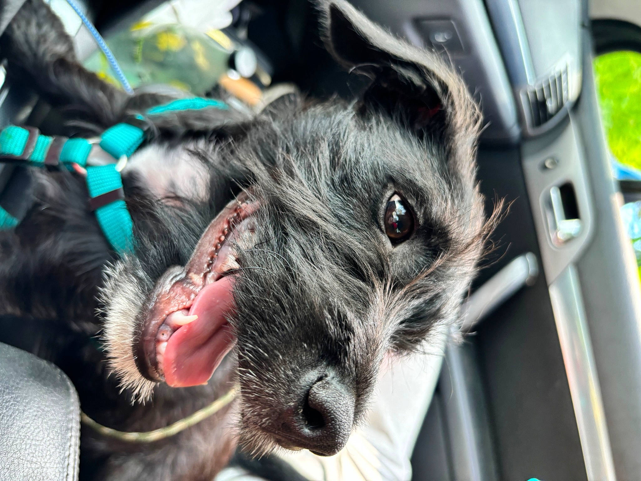 Ezyo a rejoint le concours — aidez-le/la à gagner de superbes lots ! auto_part, canidae, carnivore, collar, companion_dog, dog, dog_breed, fur, guard_dog, paw, snout, sporting_group, vehicle, vehicle_door, whiskers, windshield, working_animal, working_dog