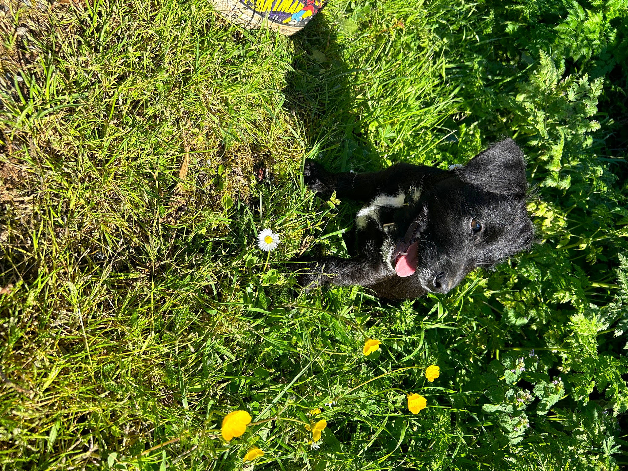 Ezyo a rejoint le concours — aidez-le/la à gagner de superbes lots ! annual_plant, canidae, carnivore, dog, dog_breed, flower, flowering_plant, grass, grass_family, grassland, groundcover, herbaceous_plant, natural_landscape, people_in_nature, plant, shrub, sporting_group, tail, terrestrial_animal, working_animal