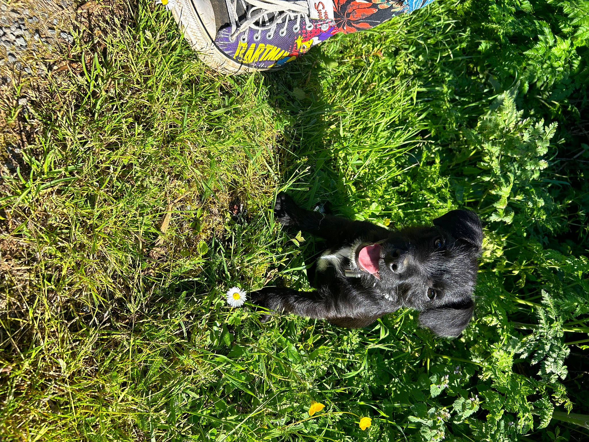 Ezyo a rejoint le concours — aidez-le/la à gagner de superbes lots ! annual_plant, canidae, carnivore, dog, dog_breed, garden, grass, grassland, groundcover, herb, jungle, meadow, natural_landscape, plant, shrub, soil, sporting_group, tail, terrestrial_plant, working_animal