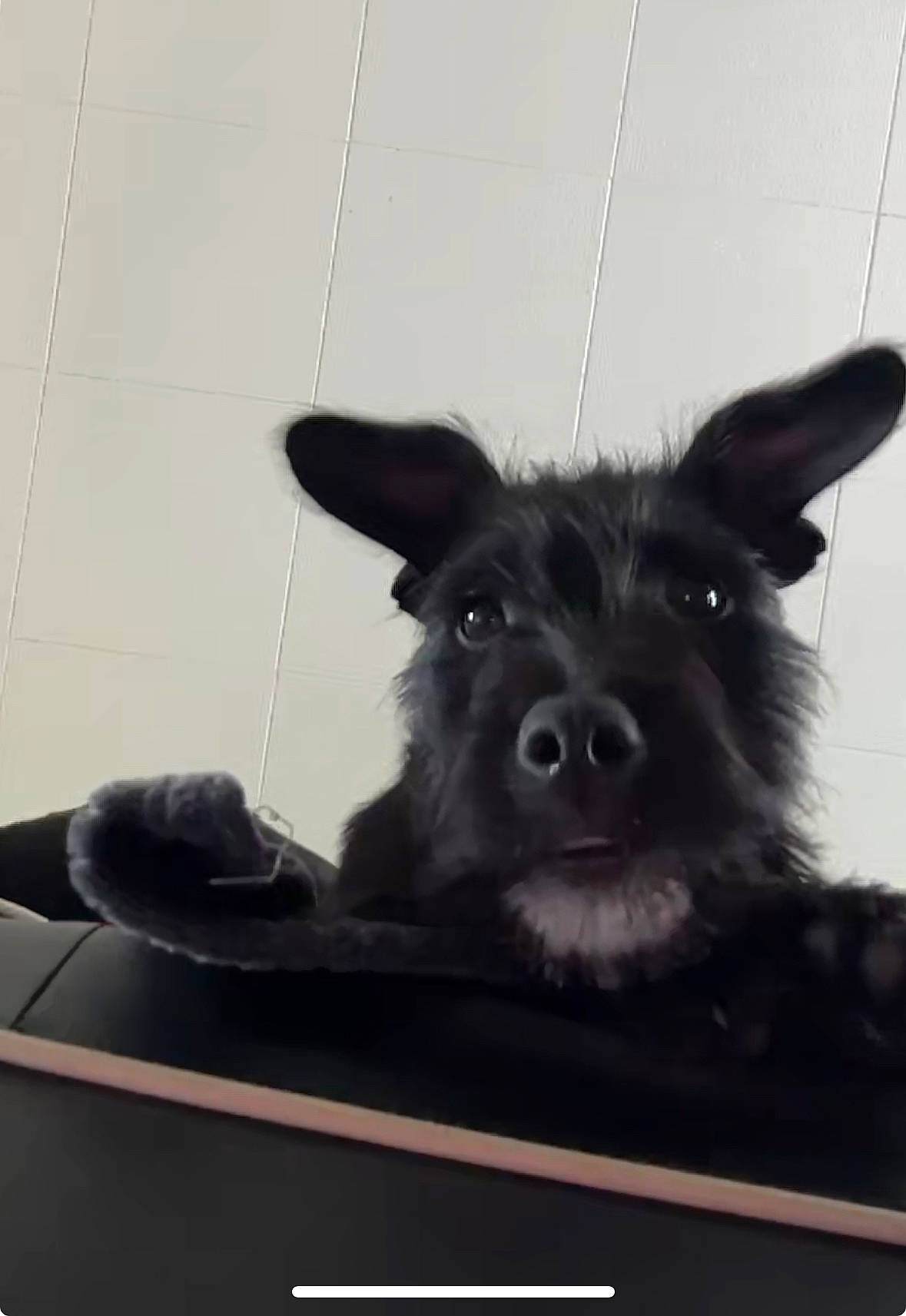 Ezyo a rejoint le concours — aidez-le/la à gagner de superbes lots ! box, carnivore, companion_dog, dog, dog_breed, ear, fur, monochrome_photography, paw, rectangle, snout, square, whiskers, working_animal