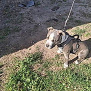 Chillz is registered to the contest to win money with this photo: dog, puppy, pitbull, leash, outdoor, grass, dirt, sunlight, pet, animal, sitting, calm, young_dog, nature, daylight, tethered, canine, playful, ears, snout