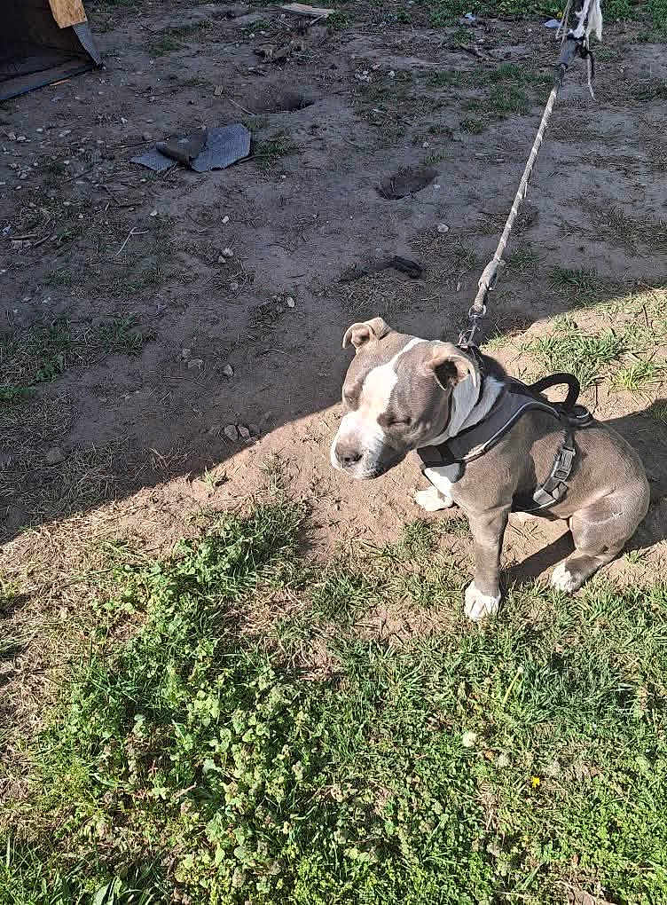 Chillz is registered to the contest to win money with this photo: dog, puppy, pitbull, leash, outdoor, grass, dirt, sunlight, pet, animal, sitting, calm, young_dog, nature, daylight, tethered, canine, playful, ears, snout