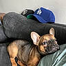 Louie is registered to the contest to win money with this photo: dog, french_bulldog, puppy, couch, indoor, hat, baseball_cap, resting, pet, animal, brown, black, person, clothing, fabric, wall, relaxing, companion, cute, home