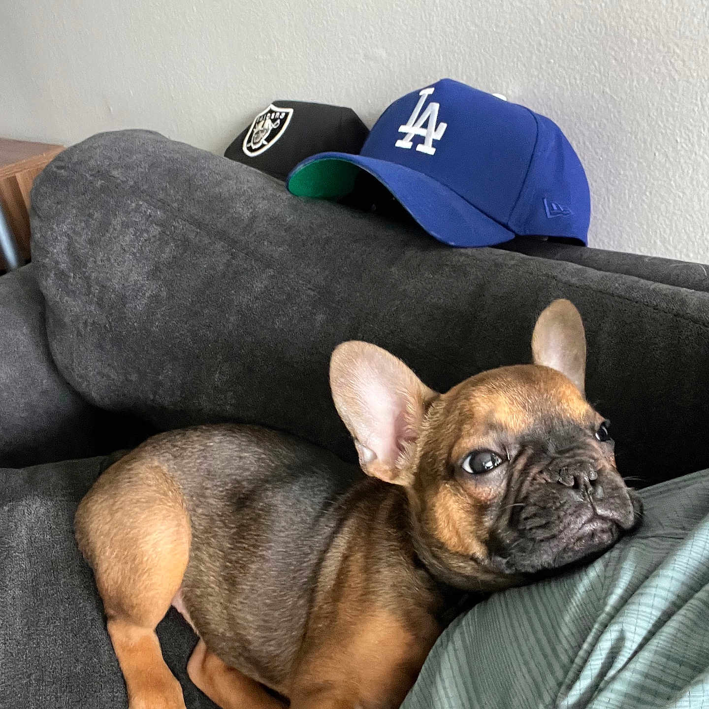 Louie is registered to the contest to win money with this photo: dog, french_bulldog, puppy, couch, indoor, hat, baseball_cap, resting, pet, animal, brown, black, person, clothing, fabric, wall, relaxing, companion, cute, home