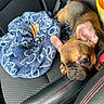puppy, dog, car_seat, blanket, blue_blanket, paw_print_pattern, black_leather, red_stitching, pet, animal, resting, cute, young_dog, inside_car, seatbelt, brown_fur, small_dog, ears, head, close_up