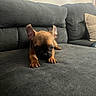 Louie is registered to the contest to win money with this photo: puppy, dog, couch, gray, pet, indoor, small_dog, ears, cute, animal, fur, living_room, home, resting, young, canine, cozy, nose, paw, curious