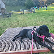 Belle is registered to the contest to win money with this photo: dog, black_dog, pink_harness, leash, picnic_table, metal_table, grass, park, people, fence, barn, tree, sunlight, outdoor, nature, group, walking, colorful_wheel, calm, daytime