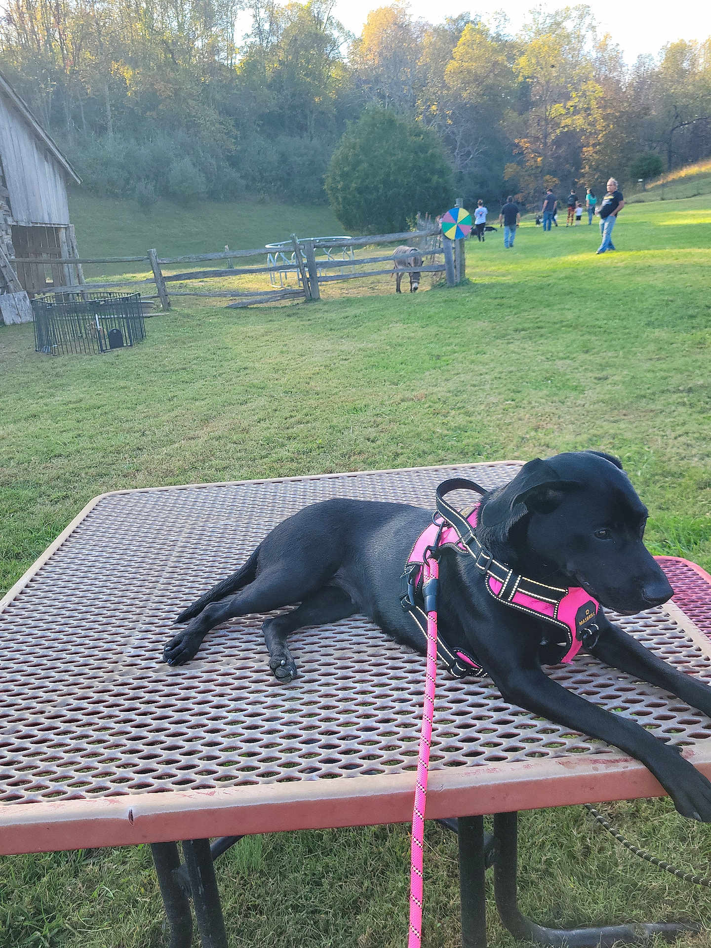 Belle is registered to the contest to win money with this photo: dog, black_dog, pink_harness, leash, picnic_table, metal_table, grass, park, people, fence, barn, tree, sunlight, outdoor, nature, group, walking, colorful_wheel, calm, daytime