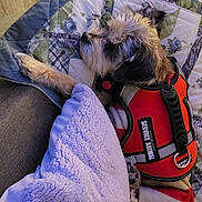 Noland joined the competition — help win amazing prizes! bag, canidae, carnivore, comfort, companion_dog, dog, dog_breed, dog_clothes, fawn, felidae, fur, grey, linens, schnauzer, small_terrier, sporting_group, stuffed_toy, t_shirt, textile, toy_dog