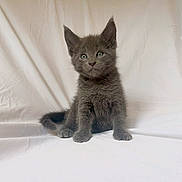 Moggie Junior is registered to the contest to win money with this photo: kitten, cat, gray_fur, pet, animal, cute, sitting, indoor, young, feline, whiskers, ears, fur, eyes, portrait, soft, white_background, domestic_cat, small, curious