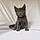 Moggie Junior