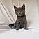 Moggie Junior