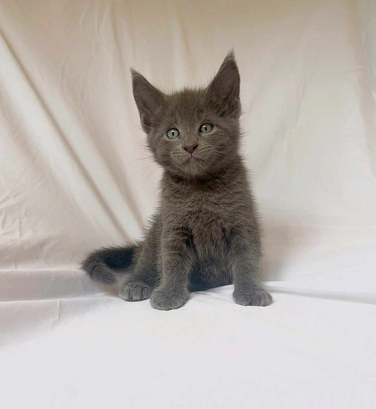 Moggie Junior