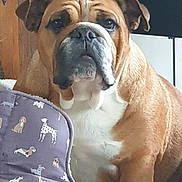 Rosalie participe au concours pour gagner de l'argent avec cette photo : bulldog, dog, pet, indoor, dog_bed, pattern, wooden_wall, furniture, brown, white, animal, portrait, sitting, close_up, face, ears, snout, expression, comfortable, home