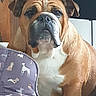 bulldog, dog, pet, indoor, dog_bed, pattern, wooden_wall, furniture, brown, white, animal, portrait, sitting, close_up, face, ears, snout, expression, comfortable, home