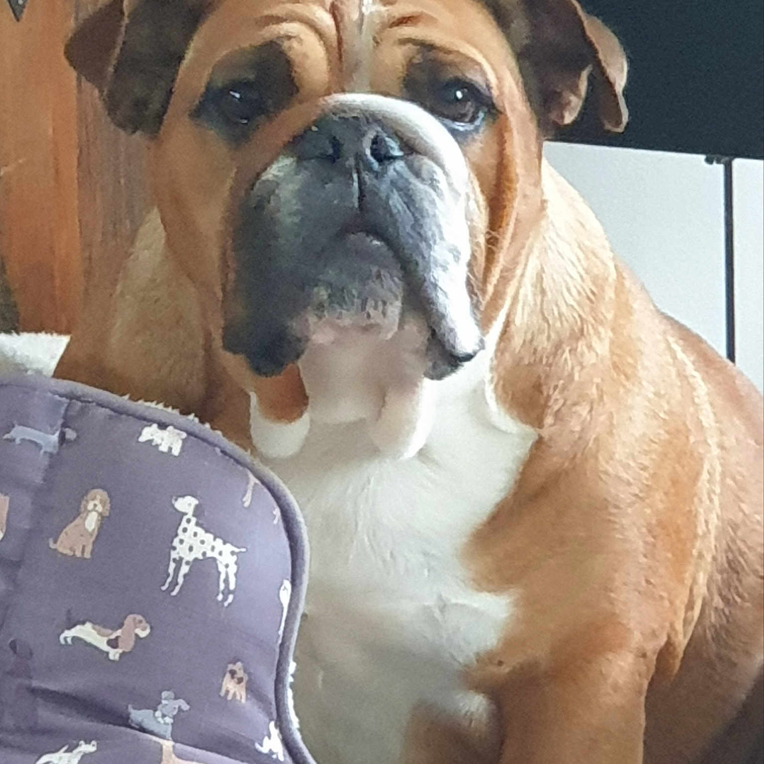 Rosalie participe au concours pour gagner de l'argent avec cette photo : bulldog, dog, pet, indoor, dog_bed, pattern, wooden_wall, furniture, brown, white, animal, portrait, sitting, close_up, face, ears, snout, expression, comfortable, home